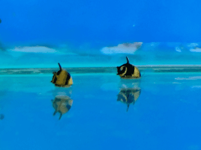 Horned Nerite Snail