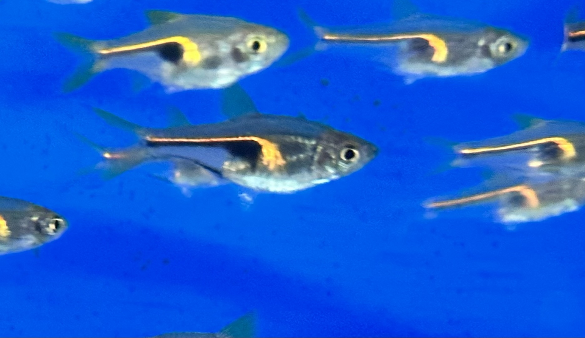 974fb3aa-5868-434a-8010-c0951b184d59.png