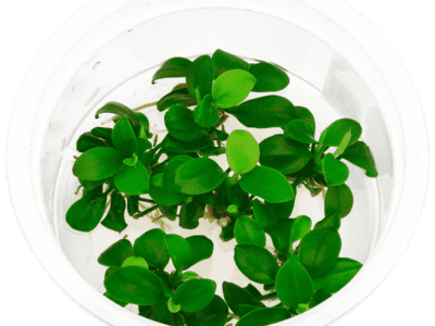 ADA Anubias Barteri Var. Nana ‘Petite’ IC055