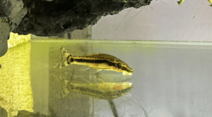Ottocinclus