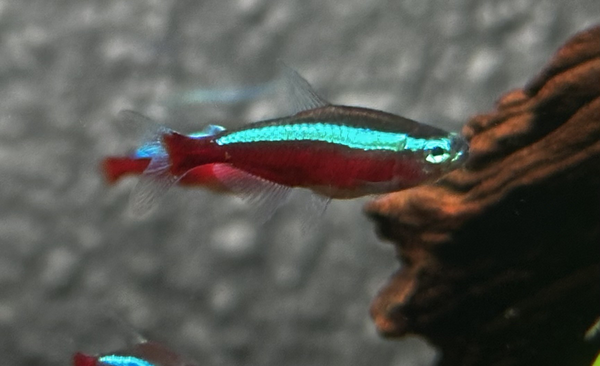 Fish Archives | Page 2 of 5 | Aqua Empire