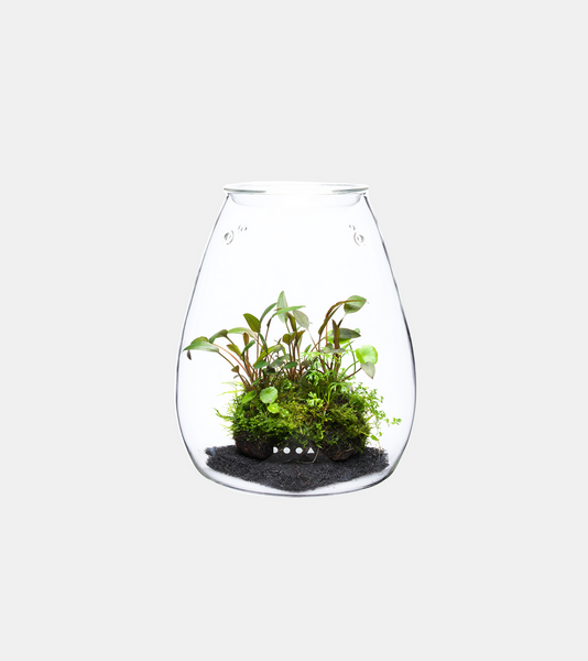 DOOA Glass Pot SHIZUKU | Aqua Empire