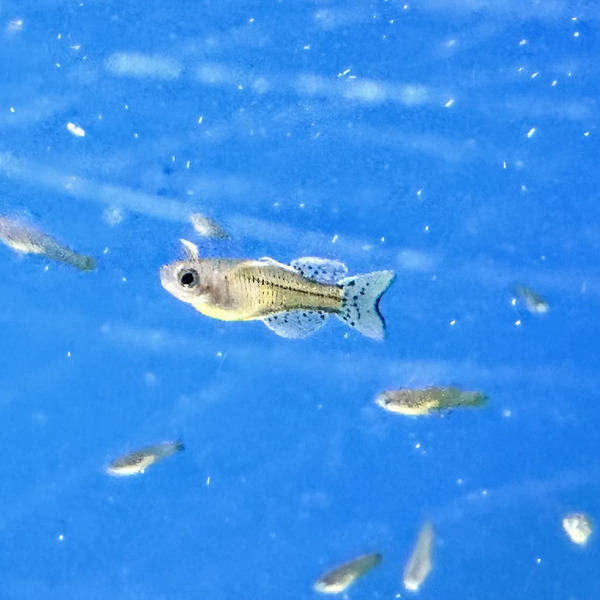 6b471092-dcdd-4d31-8b31-3205f765b337.png
