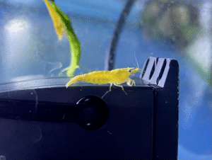 24k Gold Neocaridina