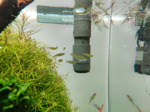 Gold Ring Danio