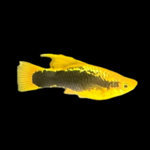 Platy Sunset Hawaii Hi-fin