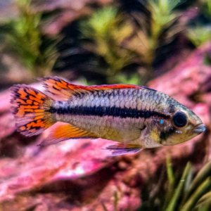 Apistogramma Cacatuoides Pair