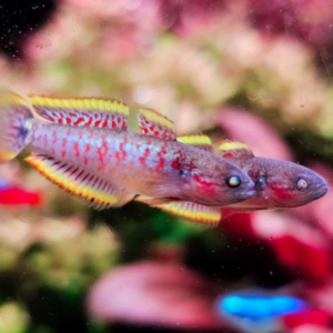 Peacock Gudgeon