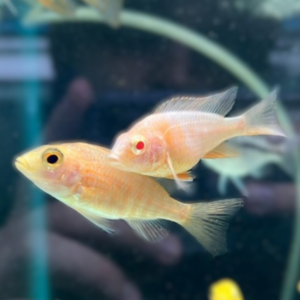 Peacock Cichlids Mixed 6cm