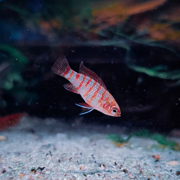 Scarlet Badis | Aqua Empire