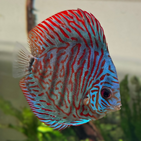 Japanese Discus Vietnamese Discus Mixed | Aqua Empire