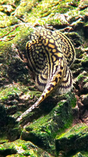 Reticulated Hillstream Loach