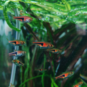 Lambchop Rasbora