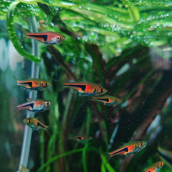 Ramba Fish Lambchop Rasbora | Aqua Empire