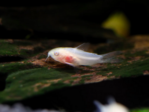 Abino Pygmy Cory