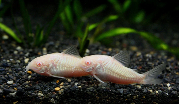Albino Cory | Aqua Empire