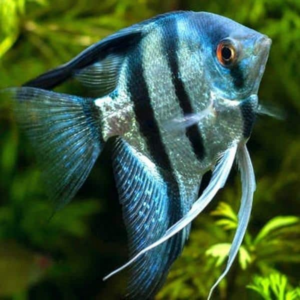 Blue Zebra Pinoy Angelfish