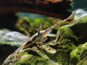 Royal Whiptail Catfish