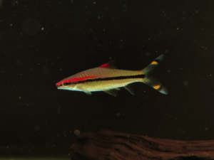 Torpedo Barb