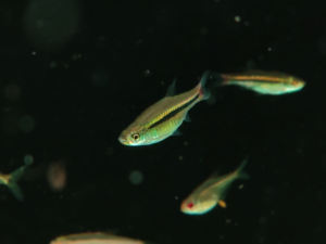 Red tail Rasbora