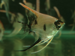 Mixed Angelfish