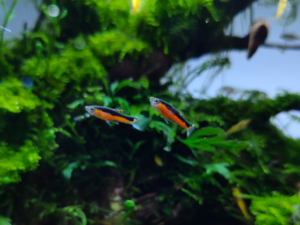 Santa Maria Endler Pair Male / Female