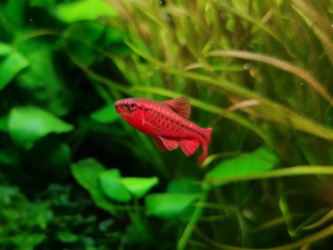 Cherry Barb Pair