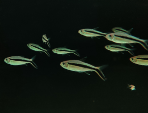 Penguin Tetra
