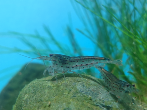 Amano Shrimp