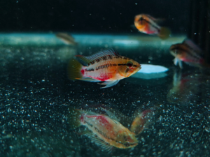 Apistogramma Hongsloi Pair