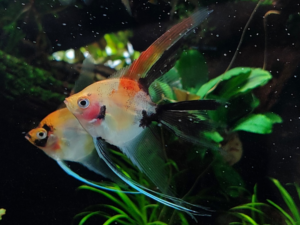 Red Devil Angle Fish