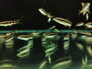 Dwarf Chain Loach