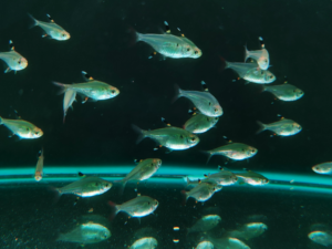 X-Ray Tetra
