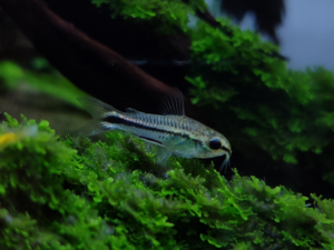 Pygmy Cory