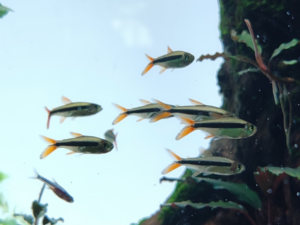 Redfin Penguin Tetra