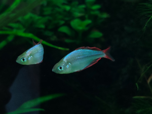 Dwarf Neon Rainbow