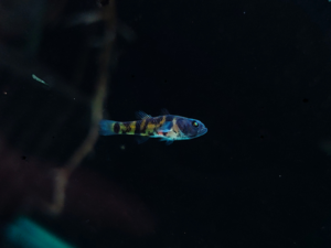 Bumblebee Goby