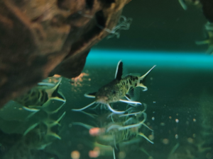 Synodontis petricola