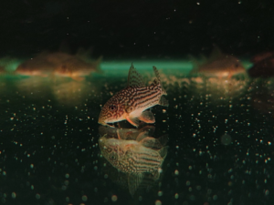 Sterbai Cory