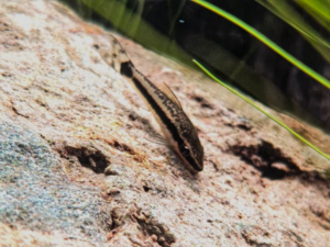 Otocinclus