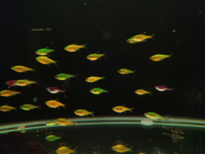 GMO X-Ray Tetra
