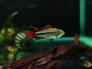 Apistogramma Cacatuoides 'Super Red' Pair