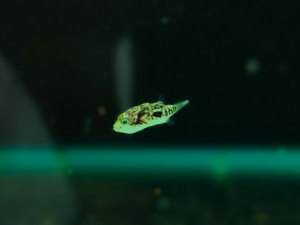 Pygmy / Pea Puffer Sp.imitator