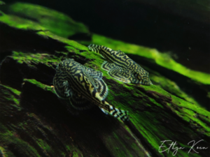 Reticulated Hillstream Loach